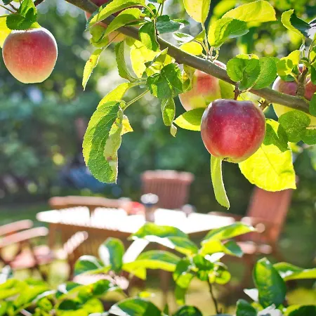 Appartement Makrele Von 1877 Stahlbrode
